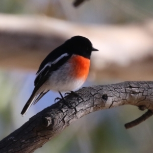 Petroica boodang at Tidbinbilla Nature Reserve - 18 Jun 2024 02:00 PM