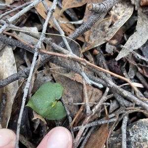 Acianthus collinus at Bullen Range - suppressed