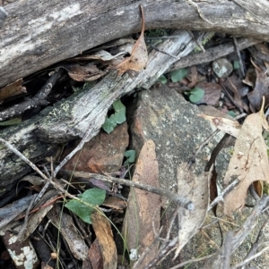 Acianthus collinus at Bullen Range - suppressed