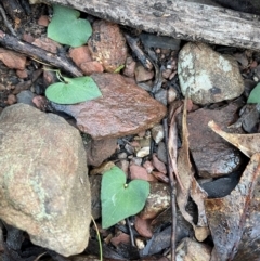 Acianthus collinus at Bullen Range - suppressed