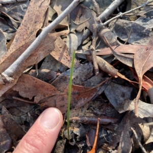 Thelymitra sp. at Bullen Range - 19 Jun 2024