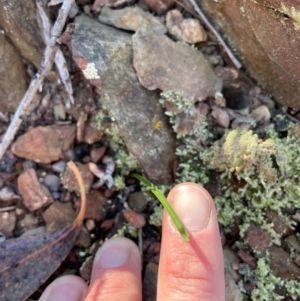 Thelymitra sp. at Bullen Range - 19 Jun 2024