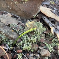 Thelymitra sp. at Bullen Range - 19 Jun 2024