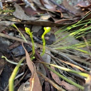 Stackhousia monogyna at Bullen Range - 19 Jun 2024