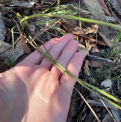 Stackhousia monogyna at Bullen Range - 19 Jun 2024