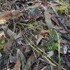 Stackhousia monogyna at Bullen Range - 19 Jun 2024