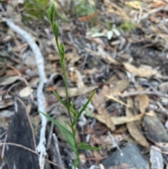 Bunochilus umbrinus (ACT) = Pterostylis umbrina (NSW) (Broad-sepaled Leafy Greenhood) at Bullen Range by nathkay