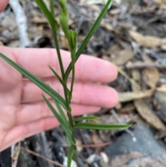 Bunochilus umbrinus (ACT) = Pterostylis umbrina (NSW) at suppressed - suppressed