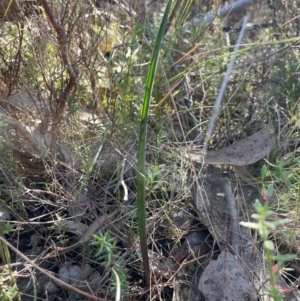 Thelymitra sp. at Bullen Range - 19 Jun 2024