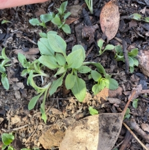 Diplodium sp. at Bullen Range - 19 Jun 2024