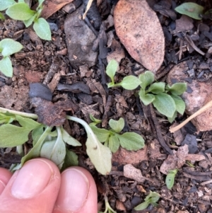 Diplodium sp. at Bullen Range - 19 Jun 2024