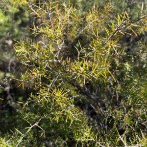 Dillwynia sieberi at Bullen Range - 19 Jun 2024 01:26 PM