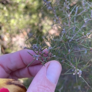 Dillwynia sieberi at Bullen Range - 19 Jun 2024 01:26 PM