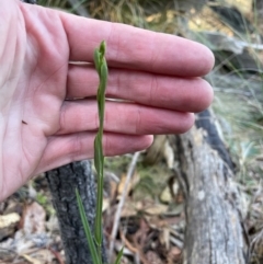 Bunochilus umbrinus (Broad-sepaled Leafy Greenhood) at Bullen Range - 19 Jun 2024 by nathkay