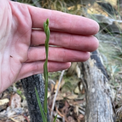 Bunochilus umbrinus (ACT) = Pterostylis umbrina (NSW) (Broad-sepaled Leafy Greenhood) by nathkay