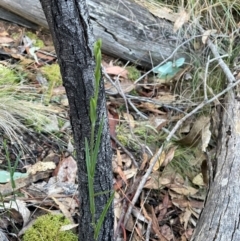 Bunochilus umbrinus (ACT) = Pterostylis umbrina (NSW) at suppressed - 19 Jun 2024