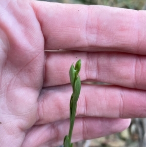 Bunochilus umbrinus (ACT) = Pterostylis umbrina (NSW) at suppressed - 19 Jun 2024