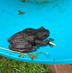 Litoria peronii (Peron's Tree Frog, Emerald Spotted Tree Frog) at Springrange, NSW - 25 Oct 2022 by thedinosaurlady