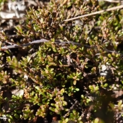 Pultenaea microphylla (Egg and Bacon Pea) at Souths TSR on Mountain Ash Road - 18 Jun 2024 by RobG1