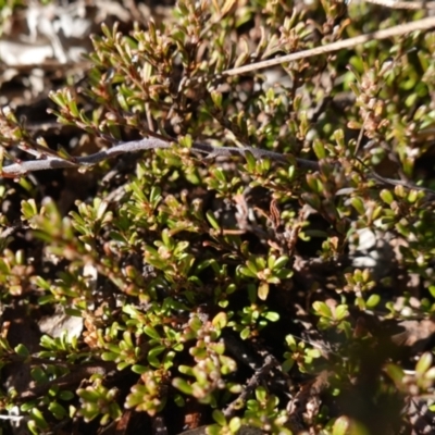 Pultenaea microphylla (Egg and Bacon Pea) at Souths TSR on Mountain Ash Road - 18 Jun 2024 by RobG1