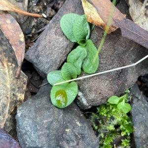 Pterostylis sp. at Bullen Range - suppressed