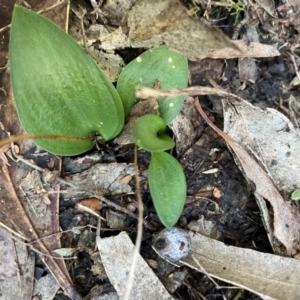 Eriochilus sp. at Bullen Range - 19 Jun 2024