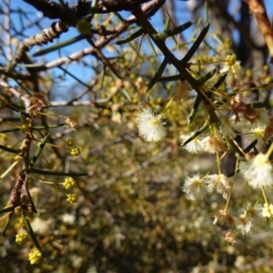 Acacia genistifolia at Souths TSR on Mountain Ash Road - 18 Jun 2024 11:20 AM