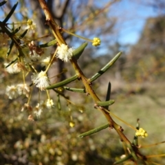 Acacia genistifolia at Souths TSR on Mountain Ash Road - 18 Jun 2024 11:20 AM