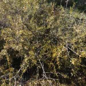 Acacia genistifolia at Souths TSR on Mountain Ash Road - 18 Jun 2024 11:20 AM