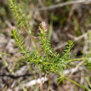 Asperula conferta at Souths TSR on Mountain Ash Road - 18 Jun 2024 11:28 AM