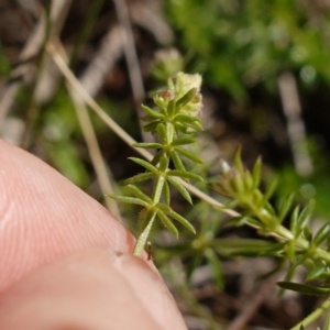 Asperula conferta at Souths TSR on Mountain Ash Road - 18 Jun 2024 11:28 AM