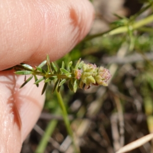 Asperula conferta at Souths TSR on Mountain Ash Road - 18 Jun 2024 11:28 AM