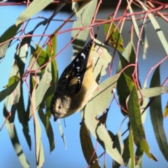 Pardalotus punctatus (Spotted Pardalote) at Wollondilly Local Government Area - 19 Jun 2024 by Freebird