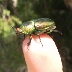 Lamprima aurata (Golden stag beetle) at WendyM's farm at Freshwater Ck. - 9 Jan 2023 by WendyEM