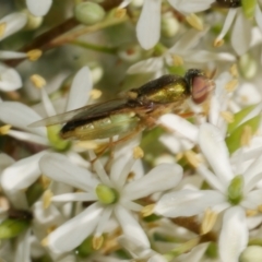 Odontomyia decipiens (Green Soldier Fly) at WendyM's farm at Freshwater Ck. - 31 Dec 2022 by WendyEM