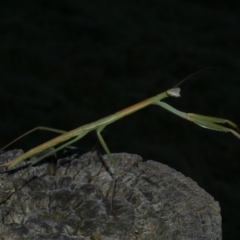 Tenodera australasiae (Purple-winged mantid) at WendyM's farm at Freshwater Ck. - 7 Jan 2023 by WendyEM