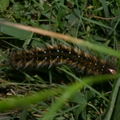 Anthela acuta (Common Anthelid) at WendyM's farm at Freshwater Ck. - 8 Jan 2023 by WendyEM