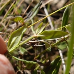 Opercularia hispida at Souths TSR on Mountain Ash Road - 18 Jun 2024