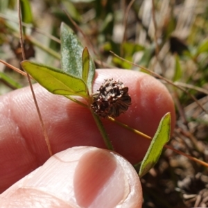 Opercularia hispida at Souths TSR on Mountain Ash Road - 18 Jun 2024