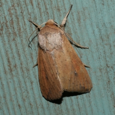 Mythimna (Pseudaletia) convecta (Common Armyworm) at WendyM's farm at Freshwater Ck. - 8 Jan 2023 by WendyEM