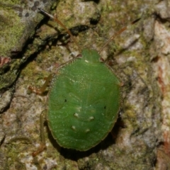 Cuspicona simplex (Green potato bug) at WendyM's farm at Freshwater Ck. - 7 Jan 2023 by WendyEM