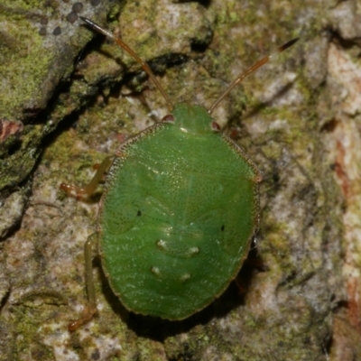 Cuspicona simplex (Green potato bug) at WendyM's farm at Freshwater Ck. - 8 Jan 2023 by WendyEM