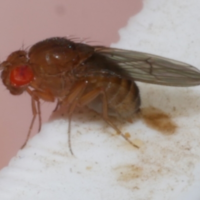 Drosophila sp. (genus) (Fruit Fly) at WendyM's farm at Freshwater Ck. - 9 Jan 2023 by WendyEM