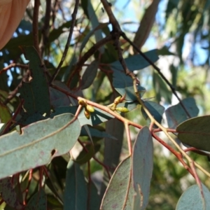 Eucalyptus bridgesiana at Souths TSR on Mountain Ash Road - 18 Jun 2024 11:51 AM