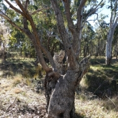 Eucalyptus bridgesiana at Souths TSR on Mountain Ash Road - 18 Jun 2024 11:51 AM