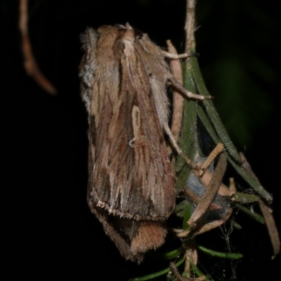 Persectania ewingii (Southern Armyworm) at WendyM's farm at Freshwater Ck. - 13 Jan 2023 by WendyEM