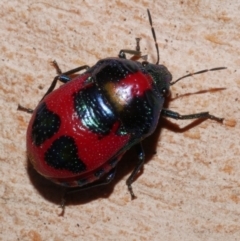 Choerocoris paganus (Ground shield bug) at WendyM's farm at Freshwater Ck. - 18 Jan 2023 by WendyEM