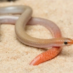 Aprasia inaurita (Mallee Worm-lizard, Pink-Nosed Worm-Lizard) at Wyperfeld National Park - 14 Dec 2017 by MichaelBedingfield