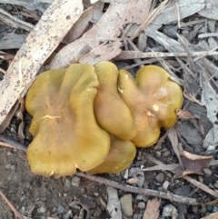 Cortinarius austrovenetus (Green Skinhead) at Ainslie volcanic grassland - 20 Jun 2024 by annmhare