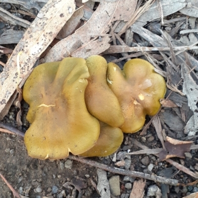 Cortinarius austrovenetus (Green Skinhead) at Reid, ACT - 20 Jun 2024 by annmhare